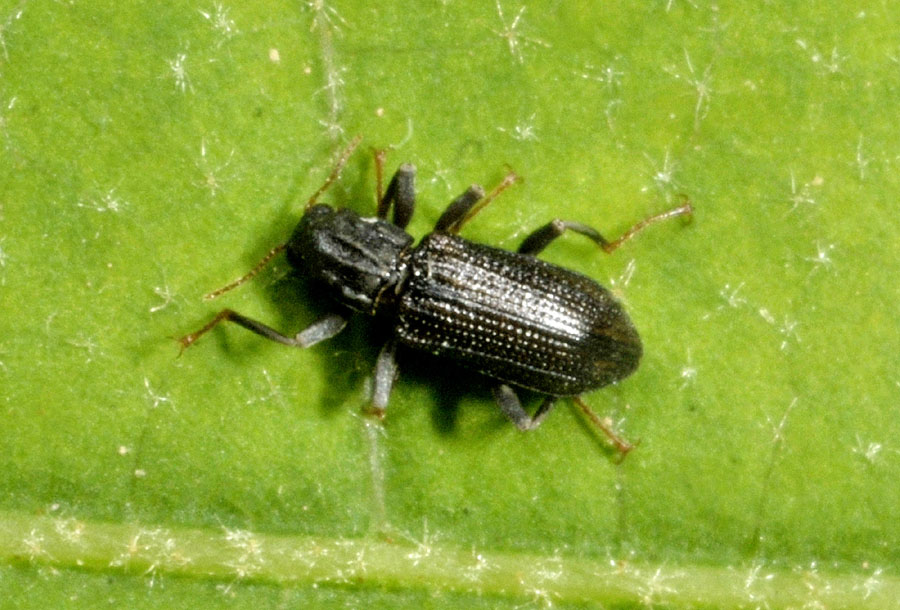 Elmidae, Stenelmis consobrina (cfr.)